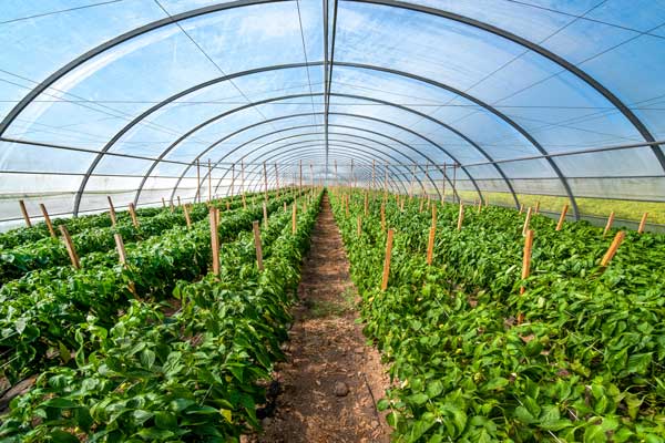 Salad production essentials