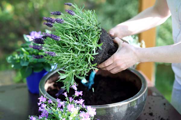 Pots and trays